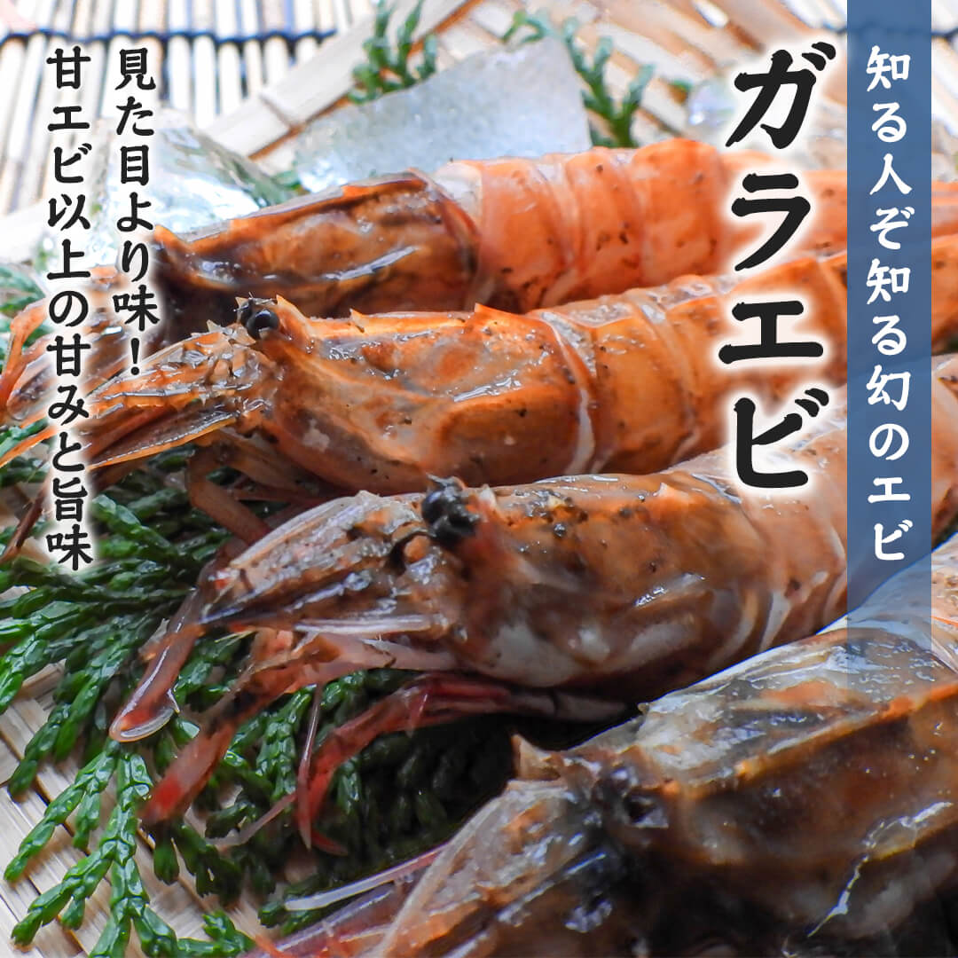 鳥取県産】ガラエビ サイズ不選別 – さんチョク