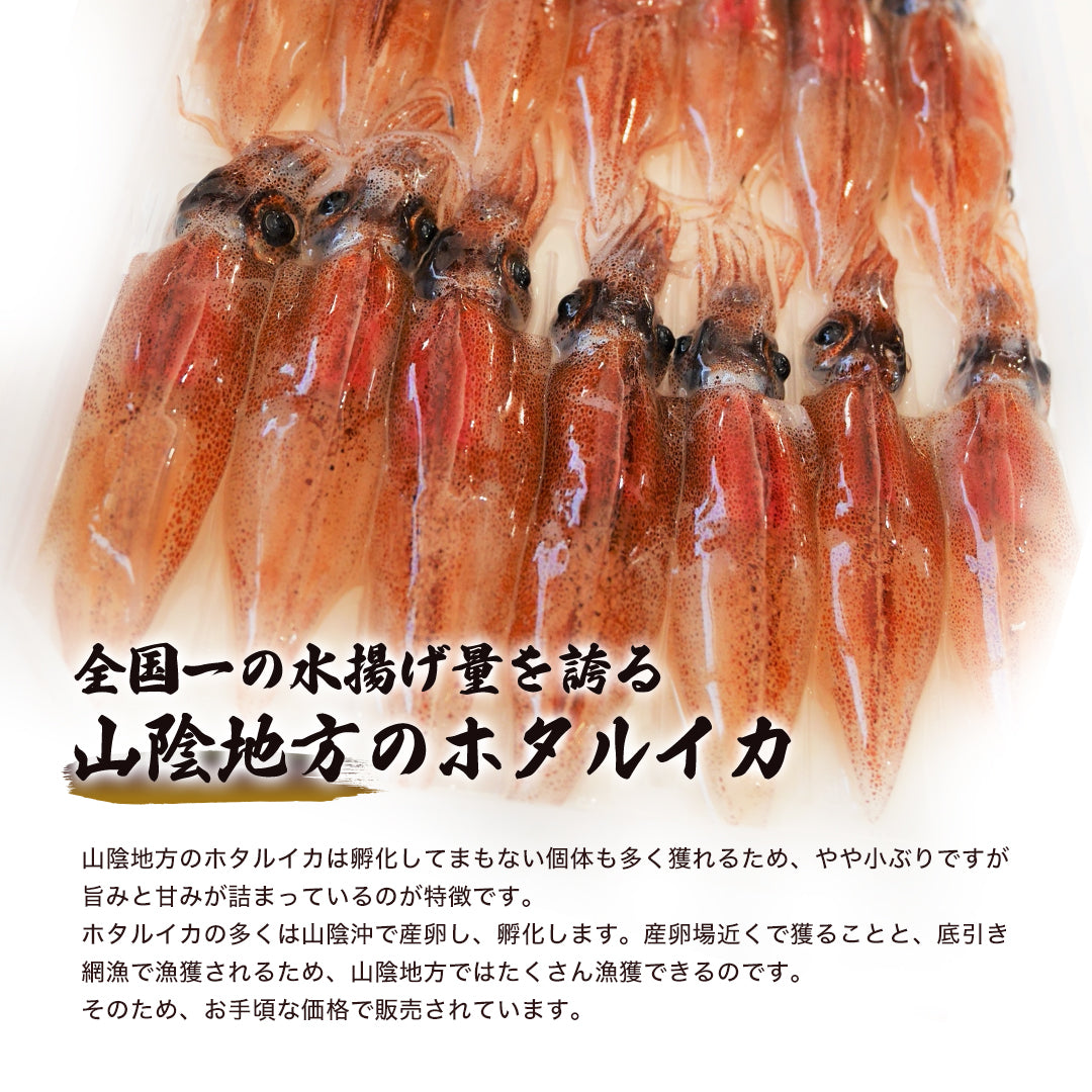 山陰沖産】〈着日指定不可〉ボイルホタルイカ（冷蔵）250gパック