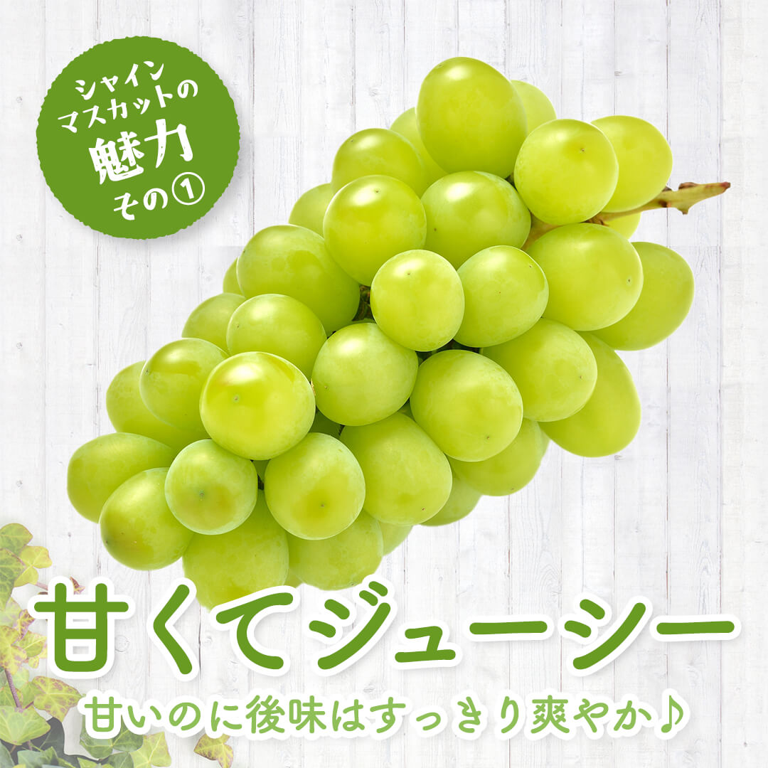 8月下旬以降順次発送【島根県産】シャインマスカット 2kg(3～4房