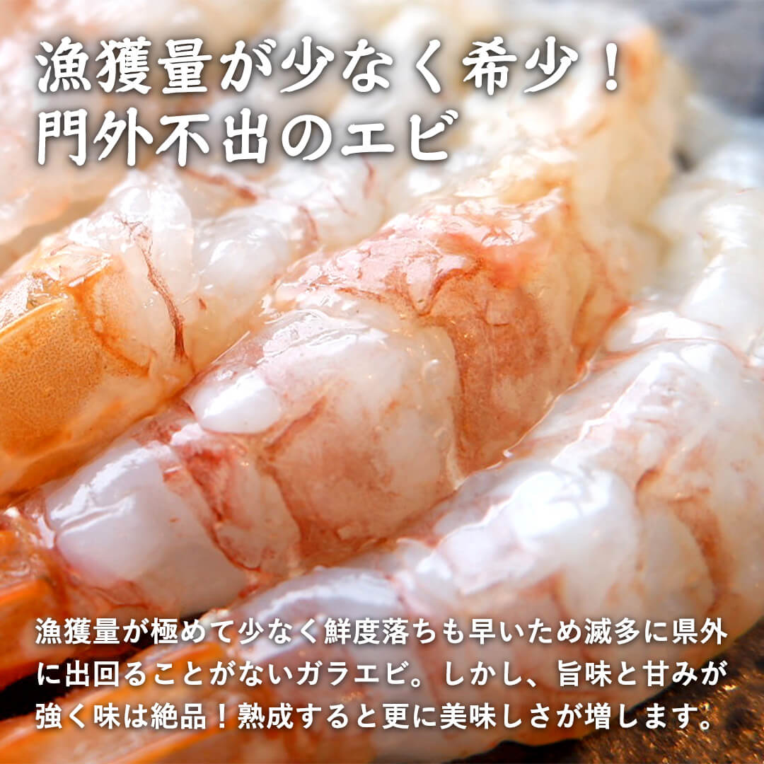 鳥取県産】ガラエビ サイズ不選別 – さんチョク