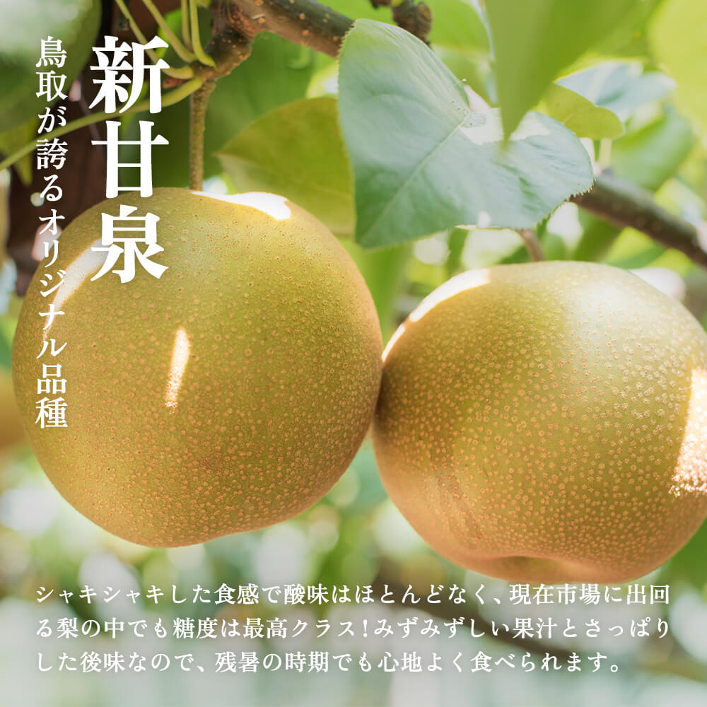 鳥取県鳥取市産】訳あり新甘泉 5kg 農楽猫農園 8月22日以降順次発送