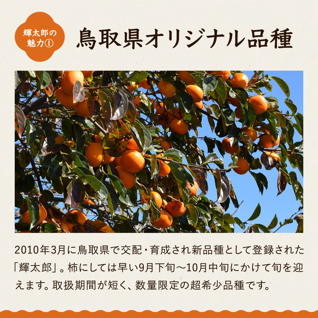 10月10日以降発送【鳥取県産】輝太郎柿 3kg(8～10玉) 進物用 – さんチョク