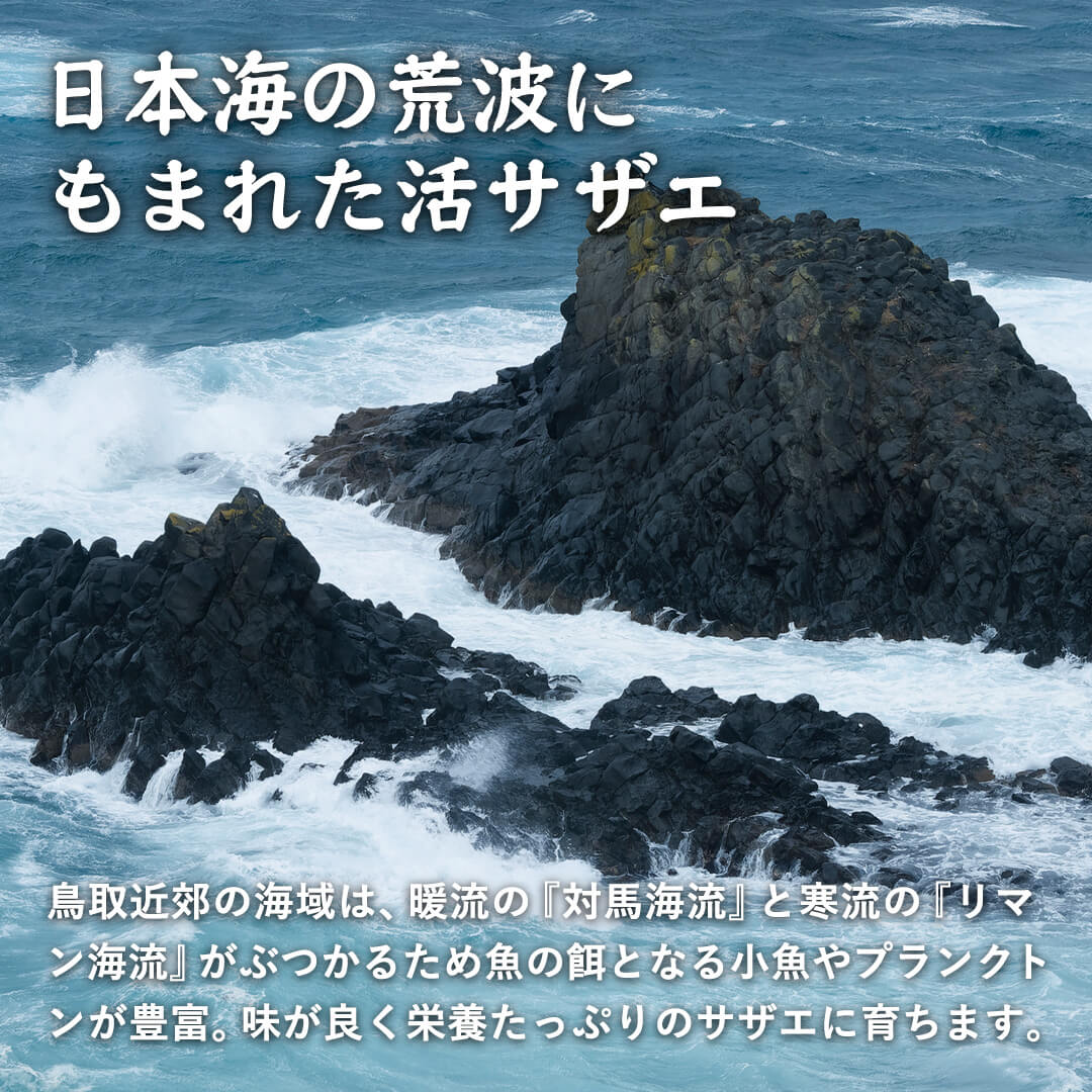 鳥取・島根産】天然サザエ（無選別） – さんチョク