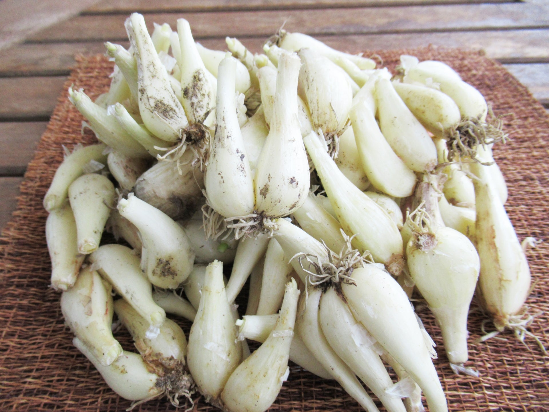 鳥取の砂丘らっきょう - 歯応え抜群！鳥取を代表する特産品 – さんチョク