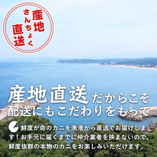 画像をギャラリービューアに読み込む, 【特上】極選松葉ガニ 900g級 鳥取県産 ブランドタグ付
