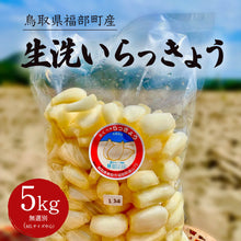 画像をギャラリービューアに読み込む, 【鳥取県福部町産】生洗いらっきょう（塩水で芽止め処理済） サイズ無選別（ML中心）
