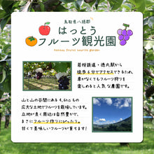 画像をギャラリービューアに読み込む, 【鳥取県八頭郡産】真寿梨 秀品 はっとうフルーツ観光園 8月中旬以降順次発送

