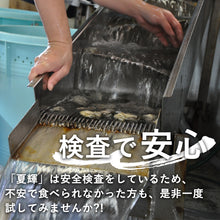 画像をギャラリービューアに読み込む, 【鳥取県産】天然岩牡蠣 夏輝(ラベル付) 特大サイズ（1個/500g級）6月10日以降発送
