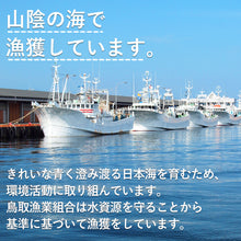 画像をギャラリービューアに読み込む, 【松】極選松葉ガニ 700g級 鳥取県産  ブランドタグ付
