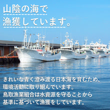 画像をギャラリービューアに読み込む, 【竹】極選松葉ガニ 600g級 鳥取県産 ブランドタグ付

