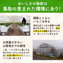 画像をギャラリービューアに読み込む, 【鳥取県産いちご】とっておき 1kg(250g×4パック)
