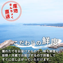画像をギャラリービューアに読み込む, 【鳥取県産】天然岩牡蠣 夏輝(ラベル付) 特大サイズ（1個/500g級）6月10日以降発送
