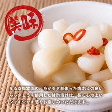 画像をギャラリービューアに読み込む, 【鳥取県福部町産】生洗いらっきょう3kg＆らっきょう酢2Lセット サイズ無選別（ML中心） 2025年6月中旬以降発送
