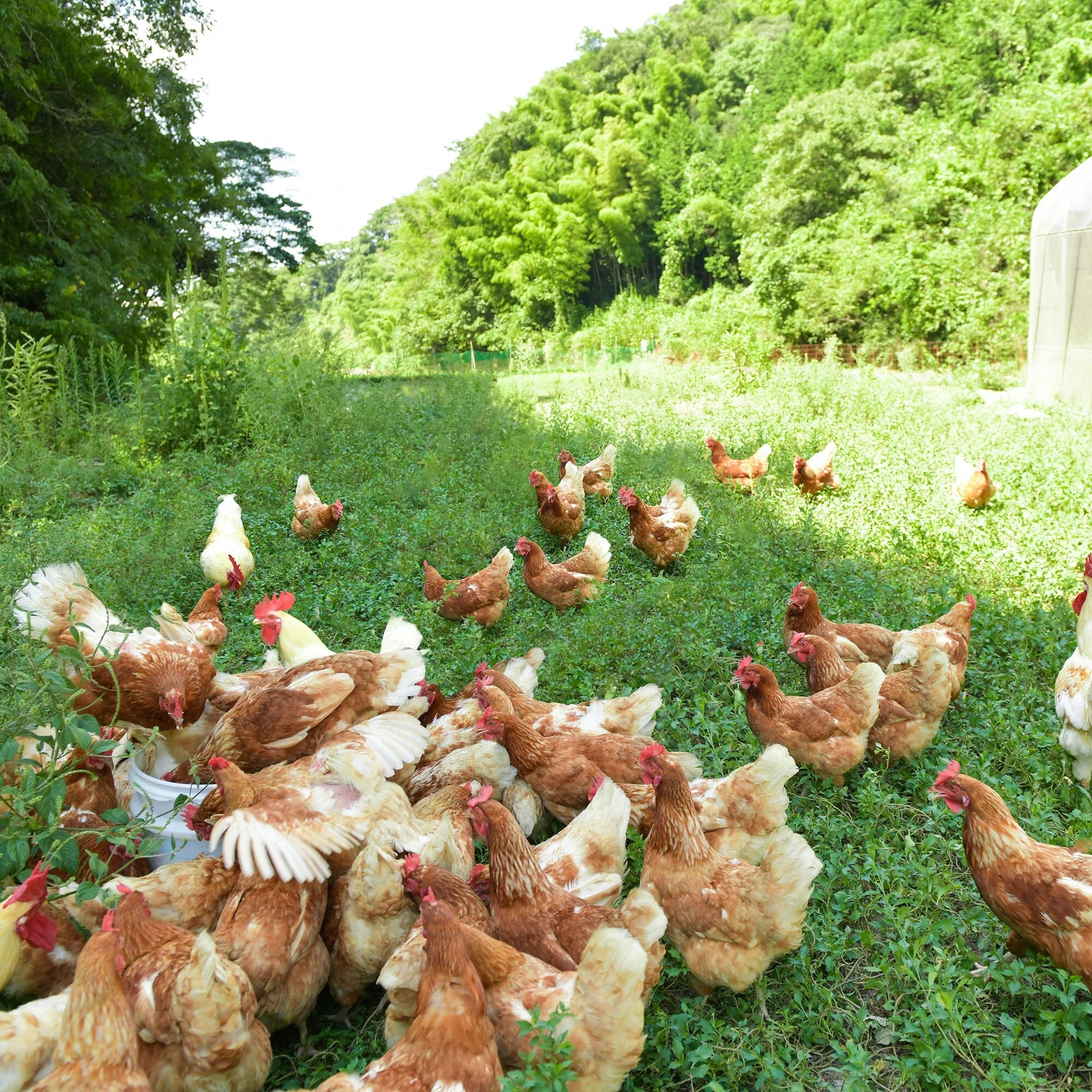 鳥取県産】平飼い鶏のいのちのたまご – さんチョク 鳥取県産】平飼い鶏のいのちのたまご – さんチョク