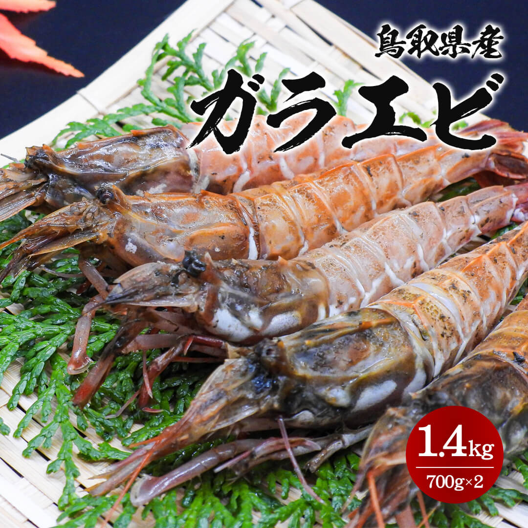 鳥取県産】ガラエビ サイズ不選別 2025年の年内販売終了 2026年の年始