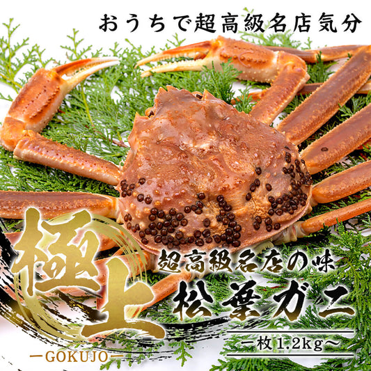 【鳥取/鳥取港】＜極上＞ 極撰松葉ガニ 最高級品 1.2kg級 ブランドタグ付 11月12日以降順次発送