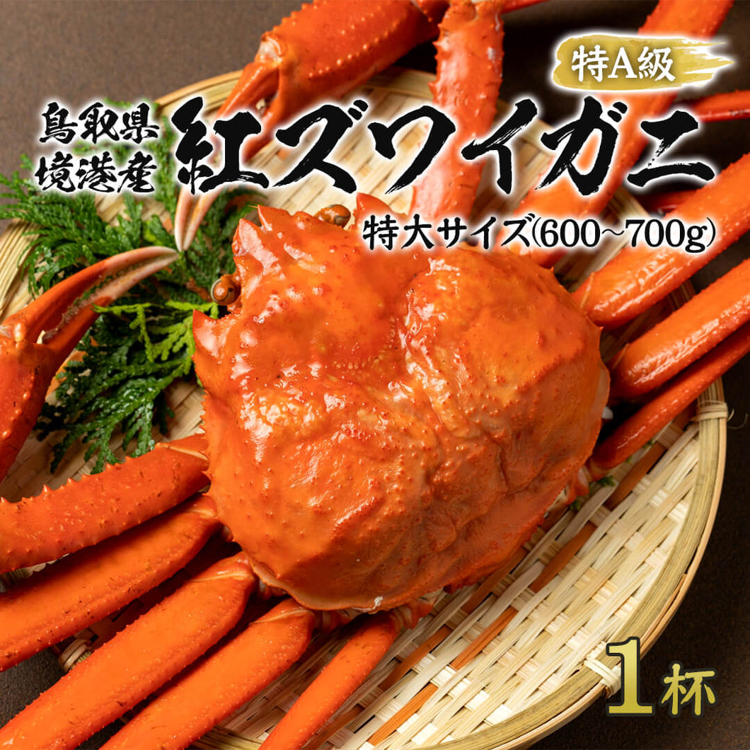 【鳥取県産】ボイル 紅ズワイガニ 特A級 特大サイズ 600～700g(1杯) 2025年1月15日以降順次発送