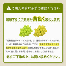 画像をギャラリービューアに読み込む, 【鳥取県産】完熟黄金シャインマスカット 1kg(2～3房) 10月15日以降順次発送
