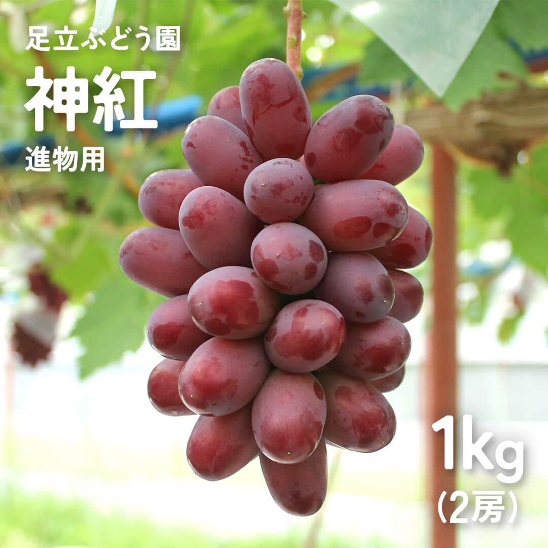 ③ 【島根県産】神紅(しんく)ぶどう約2キロ ぶどう 神紅 （しんく） ご家庭用 2房 島根県オリジナル品種 種