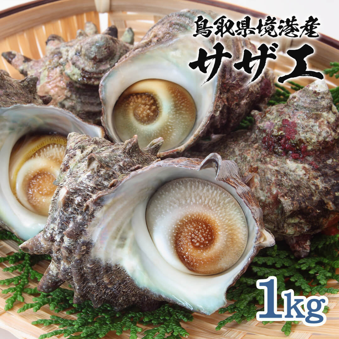 鳥取・島根産】天然サザエ（無選別） – さんチョク