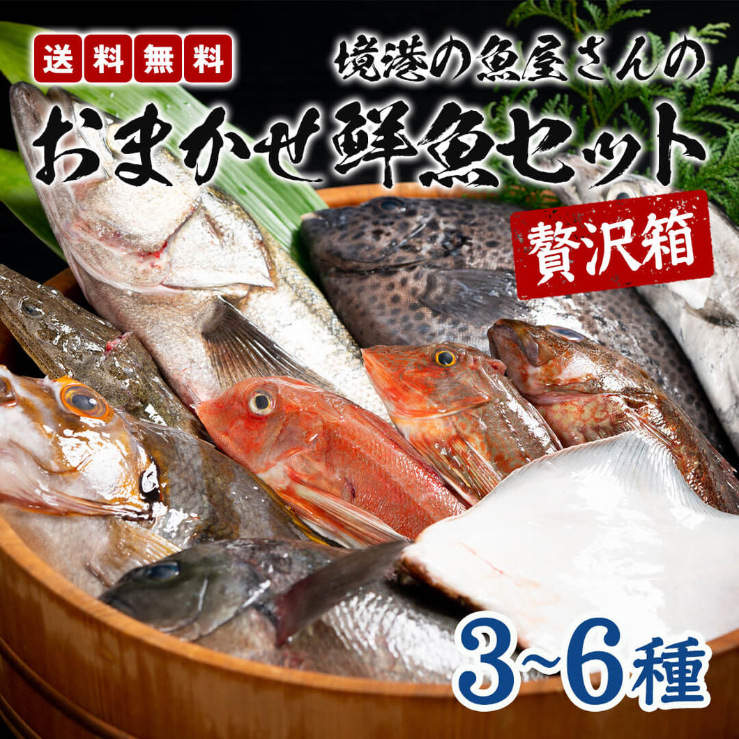 《送料無料》境港の魚屋さんのおまかせ鮮魚セット 贅沢箱(3～6種) 下処理済み