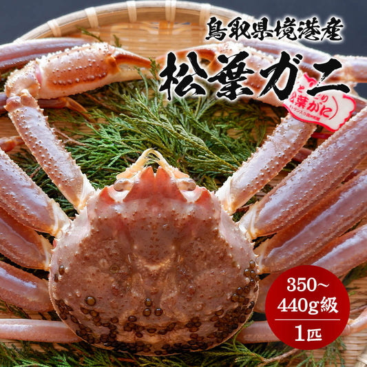 11月中旬以降順次発送【境港産】 松葉ガニ 350～440g A級 タグ付