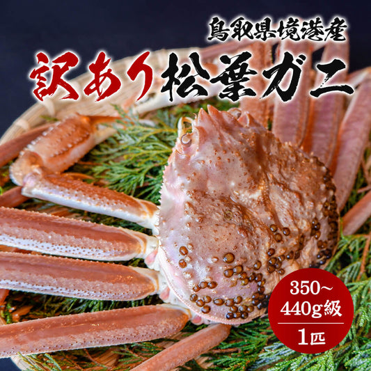 11月中旬以降順次発送【訳あり】境港産 松葉ガニ 350～440g 小指除く足折れ1本あり