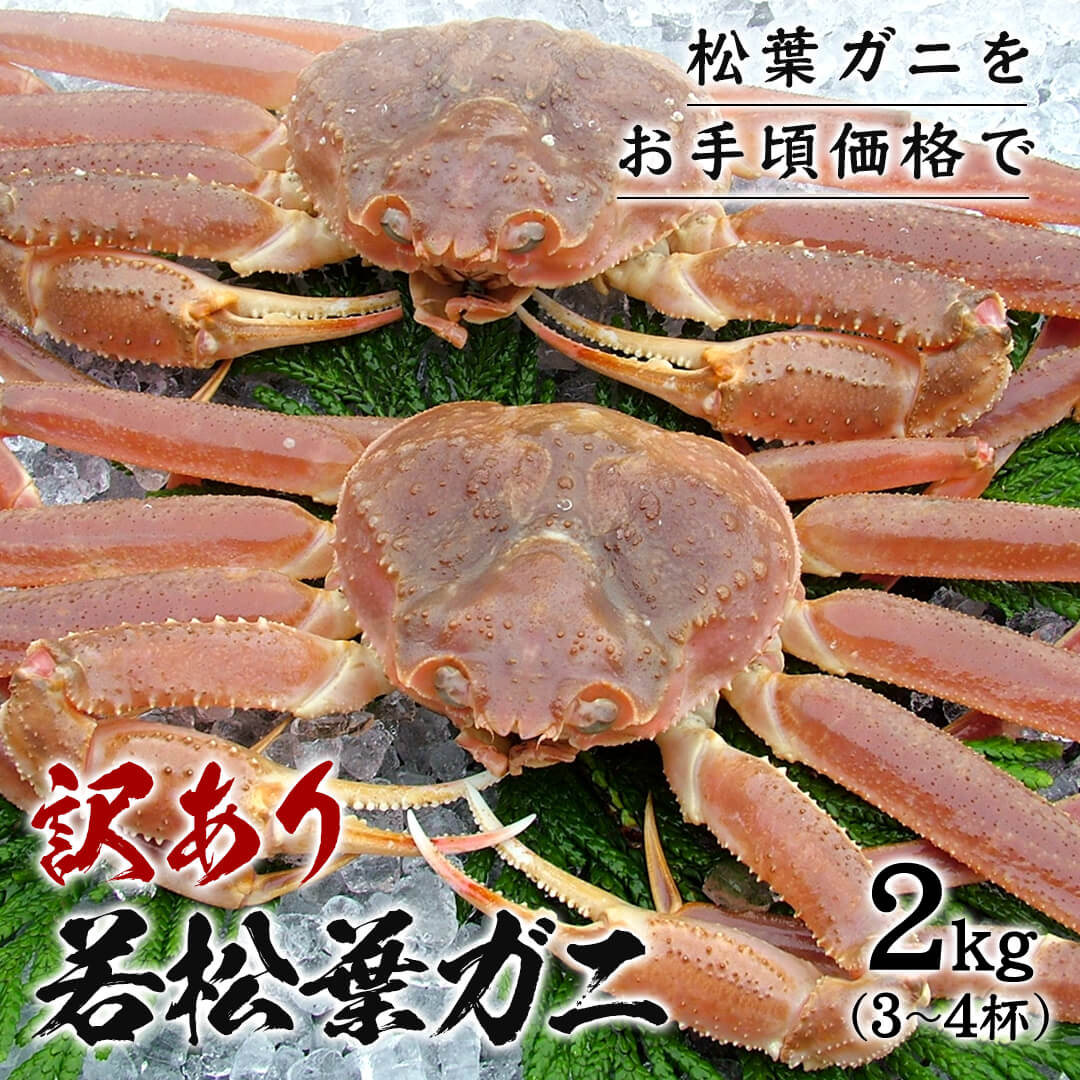 鳥取/鳥取港】＜訳あり＞活生 若松葉ガニ（足折れ1本あり）（今年度